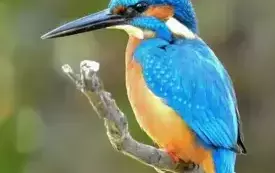 zimorodek